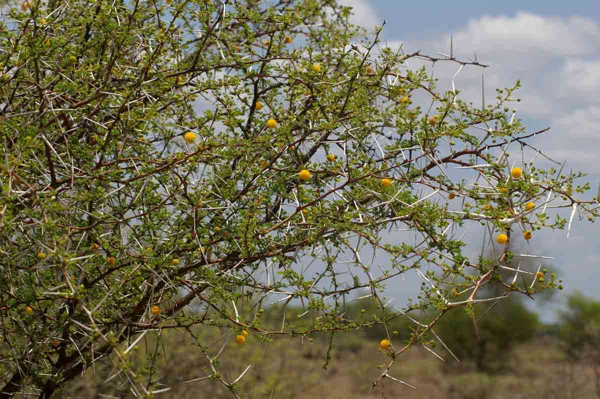 Imagem de Vachellia exuvialis (Verd.) Kyal. & Boatwr.