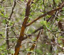 Imagem de Vachellia exuvialis (Verd.) Kyal. & Boatwr.