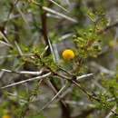 Image of Flaky-bark thorn