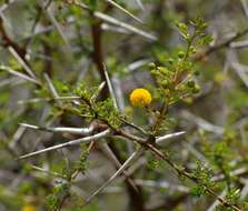 Imagem de Vachellia exuvialis (Verd.) Kyal. & Boatwr.