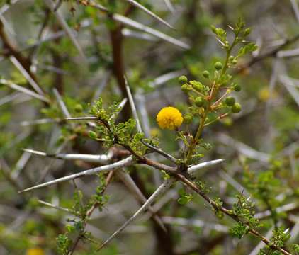 Vachellia exuvialis (Verd.) Kyal. & Boatwr.的圖片