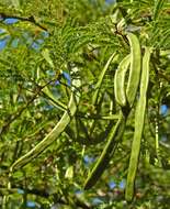 Vachellia grandicornuta (Gerstner) Seigler & Ebinger resmi