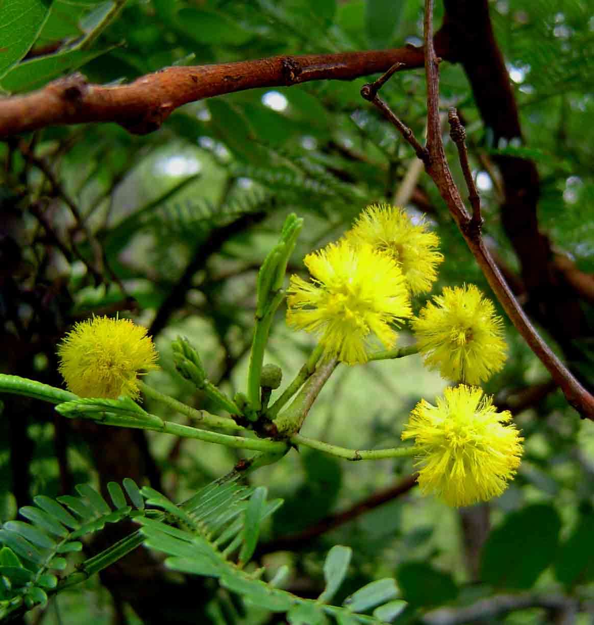 Vachellia karroo (Hayne) Banfi & Galasso resmi