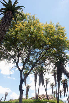 Plancia ëd Vachellia karroo (Hayne) Banfi & Galasso