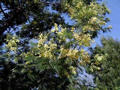 Image of acacia