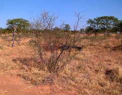 Vachellia nebrownii (Burtt Davy) Seigler & Ebinger resmi