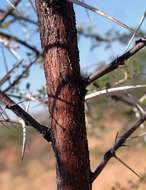 Vachellia nebrownii (Burtt Davy) Seigler & Ebinger resmi