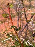 Vachellia nebrownii (Burtt Davy) Seigler & Ebinger resmi