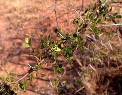 Vachellia nebrownii (Burtt Davy) Seigler & Ebinger resmi