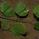 Sivun Senegalia nigrescens (Oliv.) P. J. H. Hurter kuva