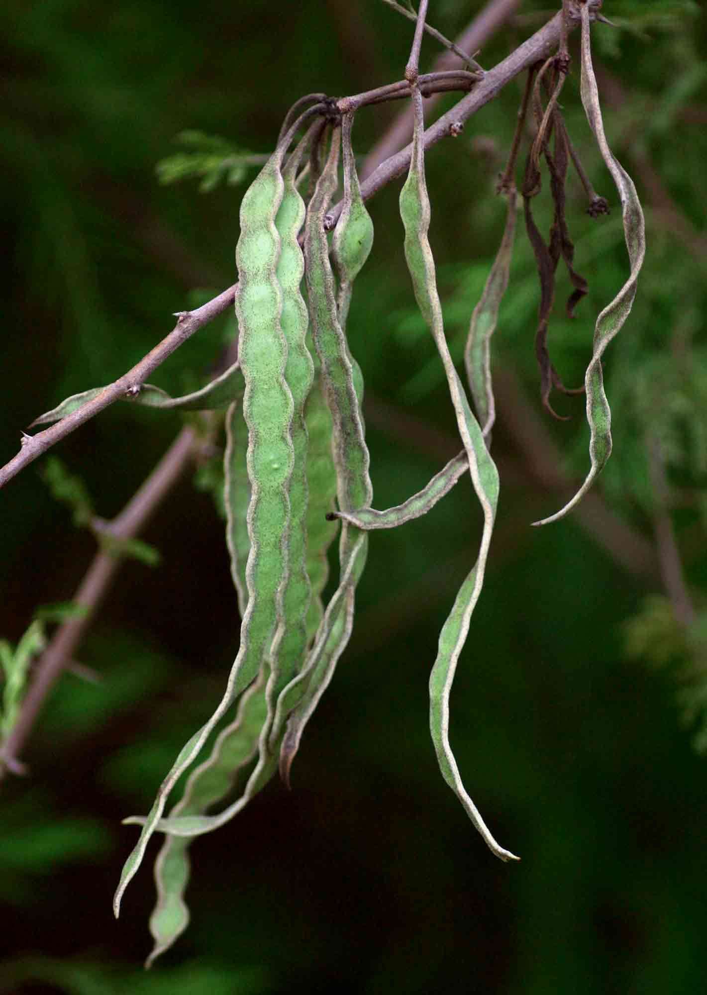 Image of Egyptian Thorn