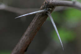 Image of Egyptian Thorn