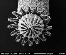 صورة Brachythecium salebrosum W. P. Schimper ex B. S. G. 1853