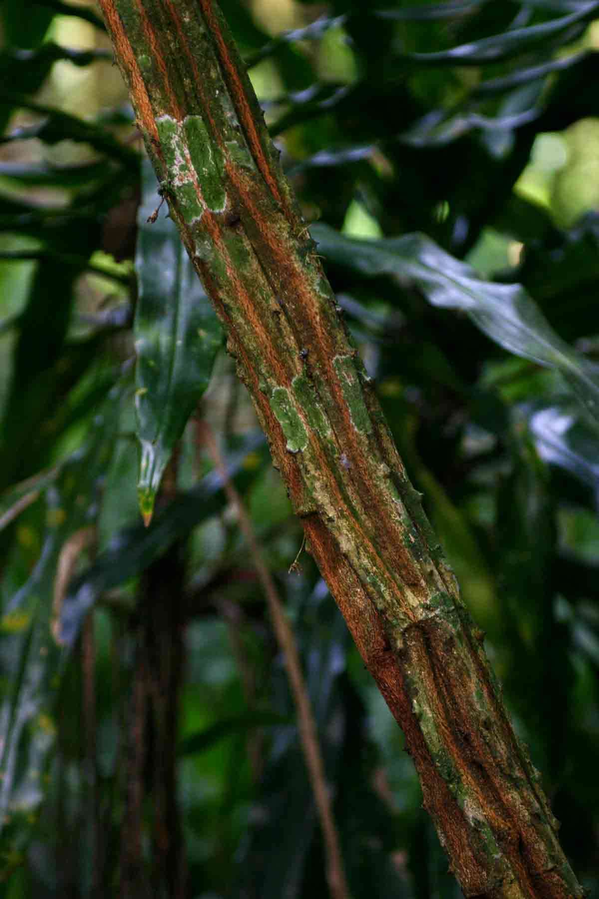 Image of Forest climbing acacia