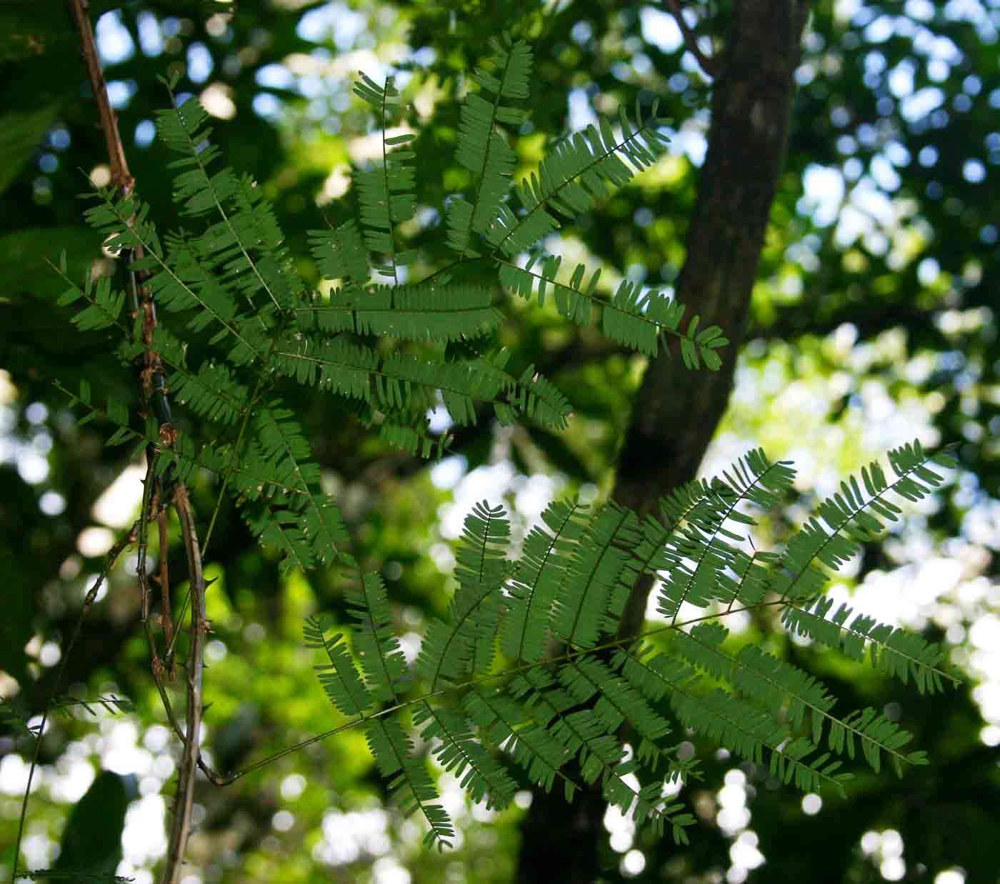 Image of Forest climbing acacia