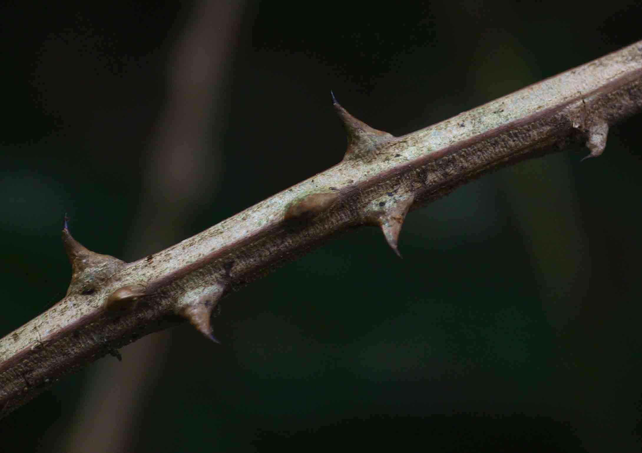 Image of Forest climbing acacia