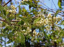 Image of Forest climbing acacia