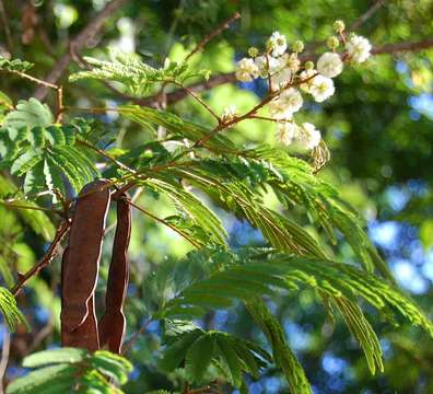 Image of Forest climbing acacia