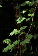 Image of Forest climbing acacia