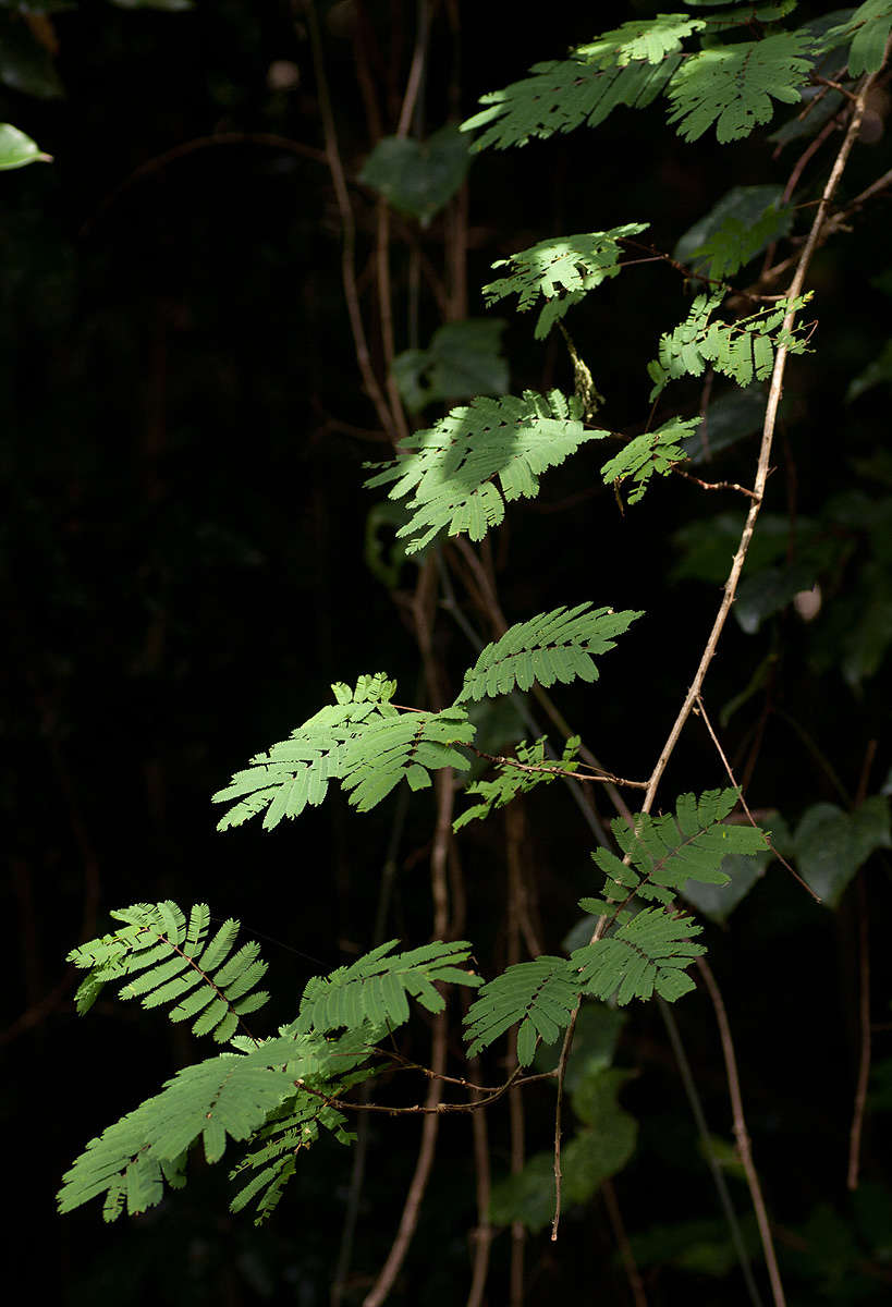 Image of Forest climbing acacia