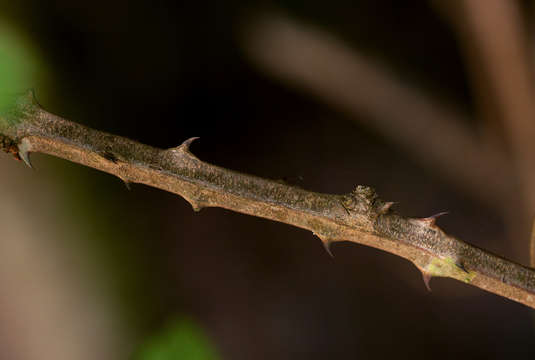 Image of Forest climbing acacia