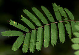 Image of Forest climbing acacia