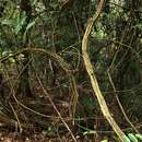 Image of Forest climbing acacia