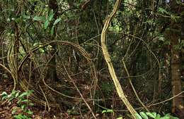 Image of Forest climbing acacia