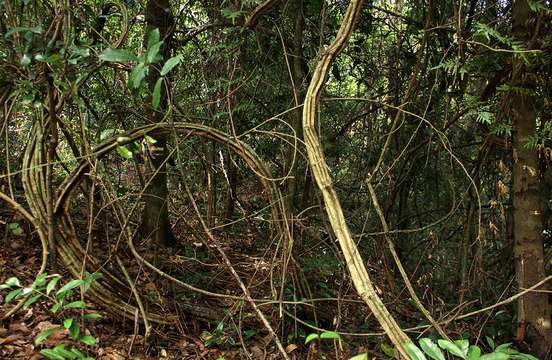 Image of Forest climbing acacia