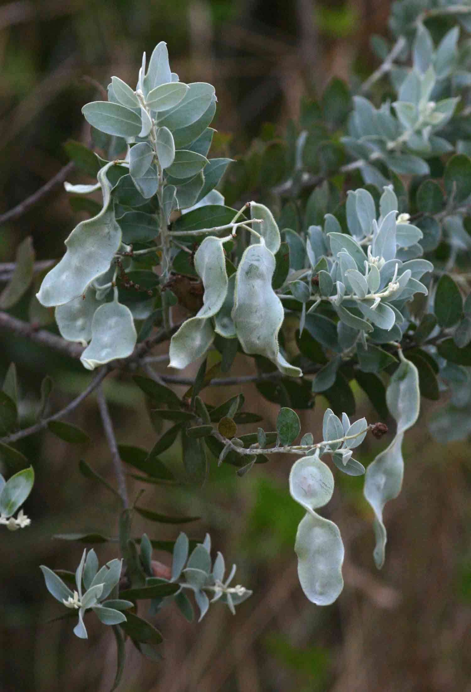 Image of pearl wattle