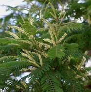 Image of catechu tree