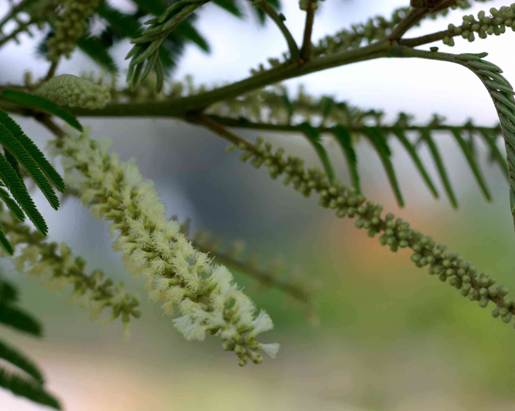 Image of catechu tree