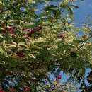 Sivun Senegalia polyacantha subsp. campylacantha (Hochst. ex A. Rich.) Kyal. & Boatwr. kuva