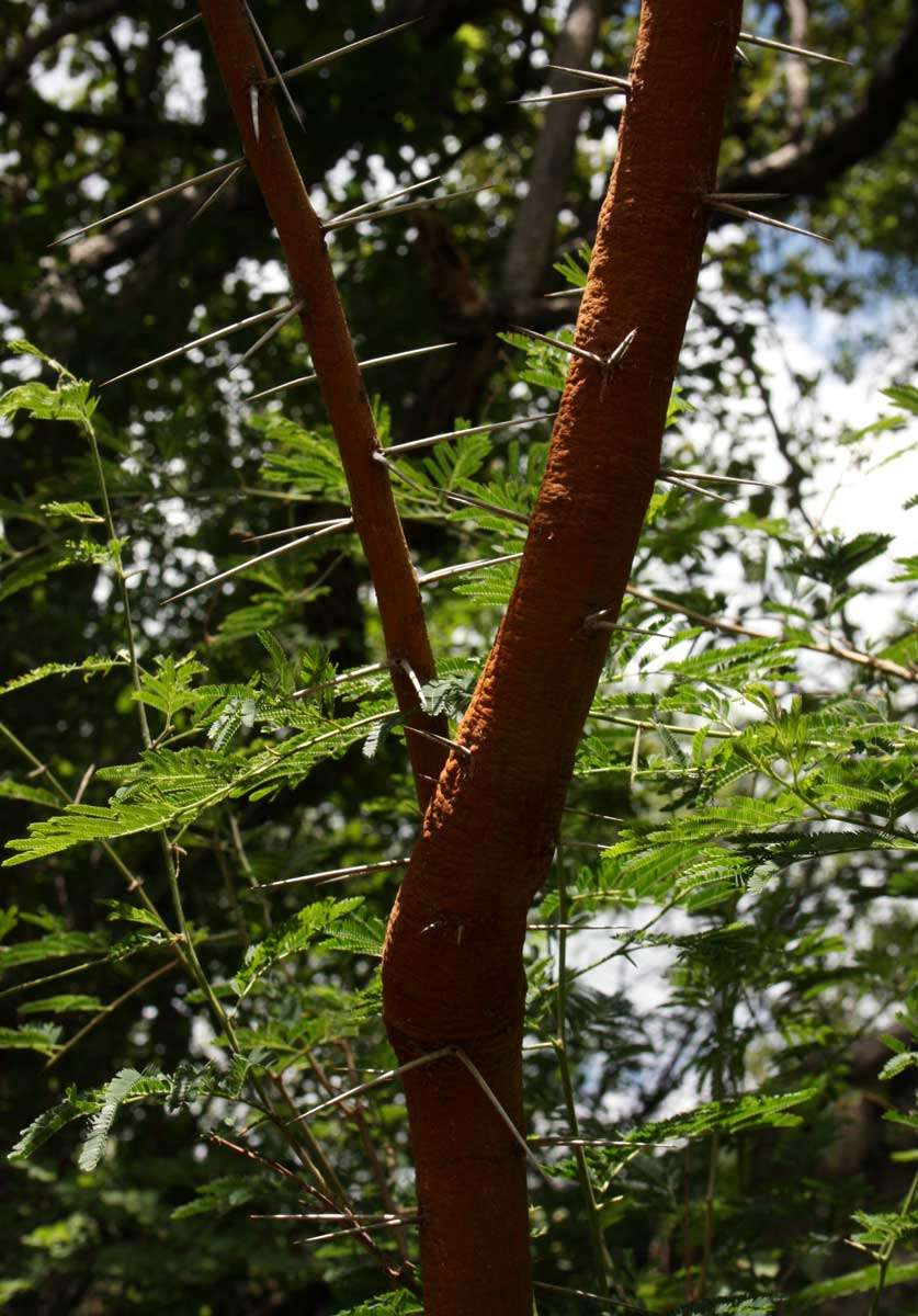 Vachellia rehmanniana (Schinz) Kyal. & Boatwr. resmi