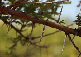 Vachellia rehmanniana (Schinz) Kyal. & Boatwr. resmi