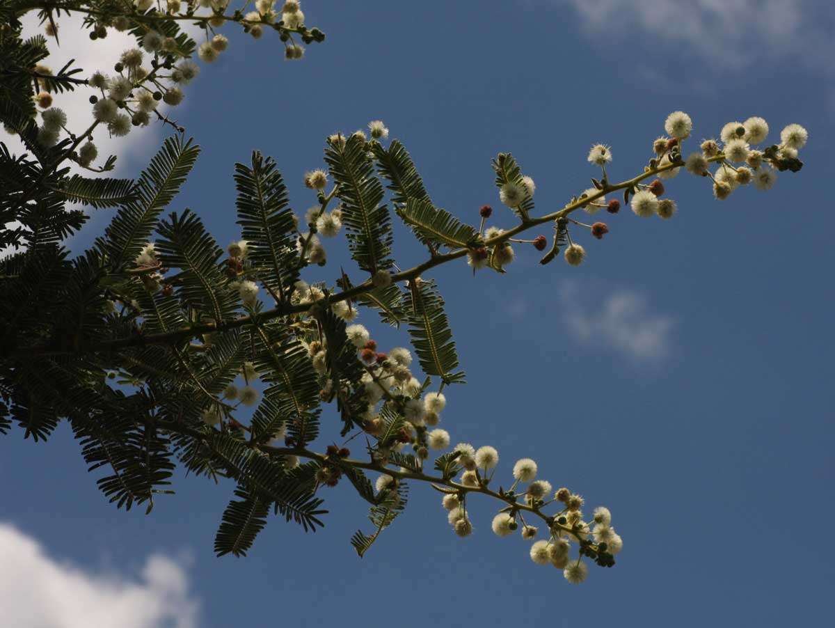 Vachellia rehmanniana (Schinz) Kyal. & Boatwr. resmi