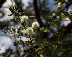 Vachellia rehmanniana (Schinz) Kyal. & Boatwr. resmi