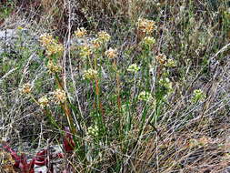 Image of Allium flavescens Besser