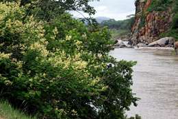Image of River climbing acacia