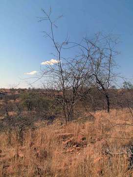 Image of gum arabic