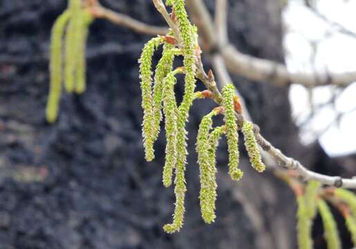 Image of Chinese white poplar