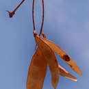 Sivun Senegalia senegal var. leiorachis (Brenan) Kyal. & Boatwr. kuva