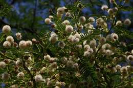 Vachellia sieberiana (DC.) Kyal. & Boatwr. resmi