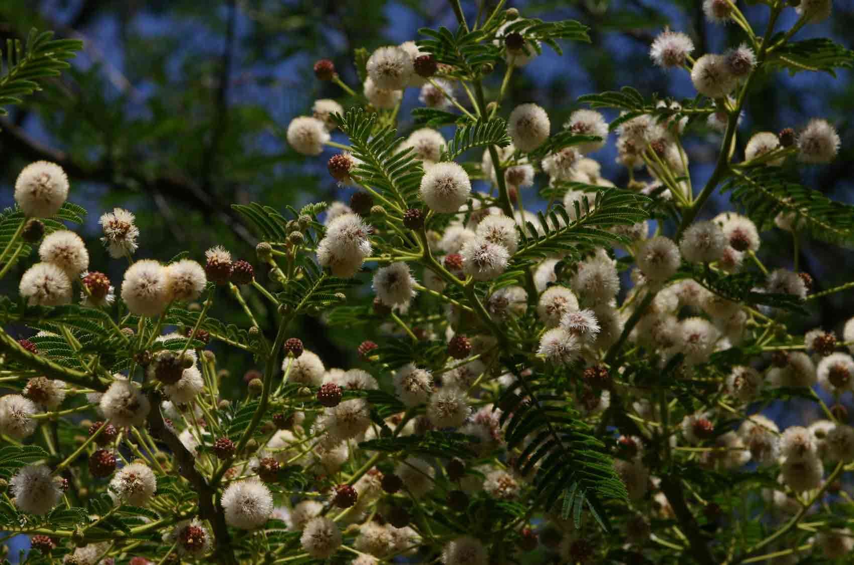 صورة Vachellia sieberiana (DC.) Kyal. & Boatwr.