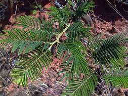 Image of Vachellia sieberiana (DC.) Kyal. & Boatwr.