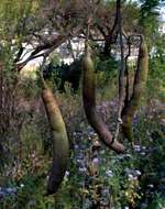 Vachellia sieberiana (DC.) Kyal. & Boatwr. resmi