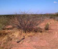 Vachellia stuhlmannii (Taub.) Kyal. & Boatwr. resmi