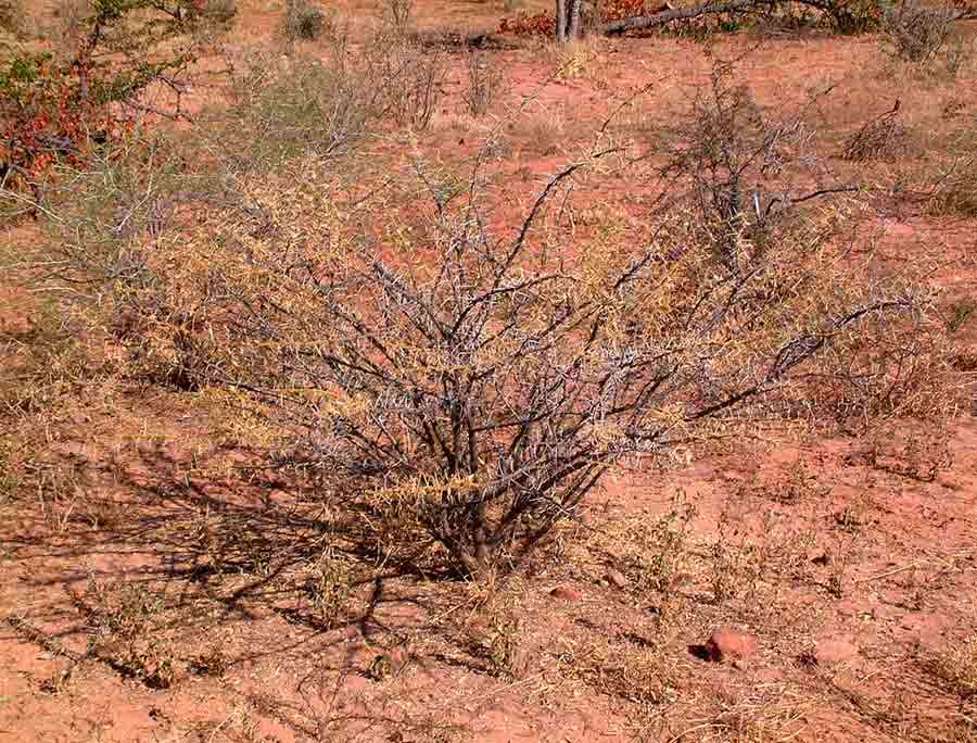 Vachellia stuhlmannii (Taub.) Kyal. & Boatwr. resmi