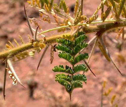 Image of Vlei thorn