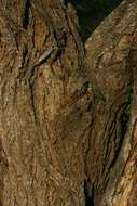 Vachellia tortilis (Forssk.) Galasso & Banfi的圖片